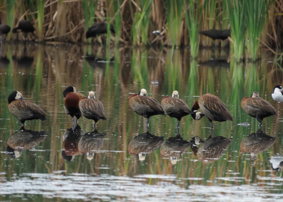 White-faced Whistling-Duck - ML646938542