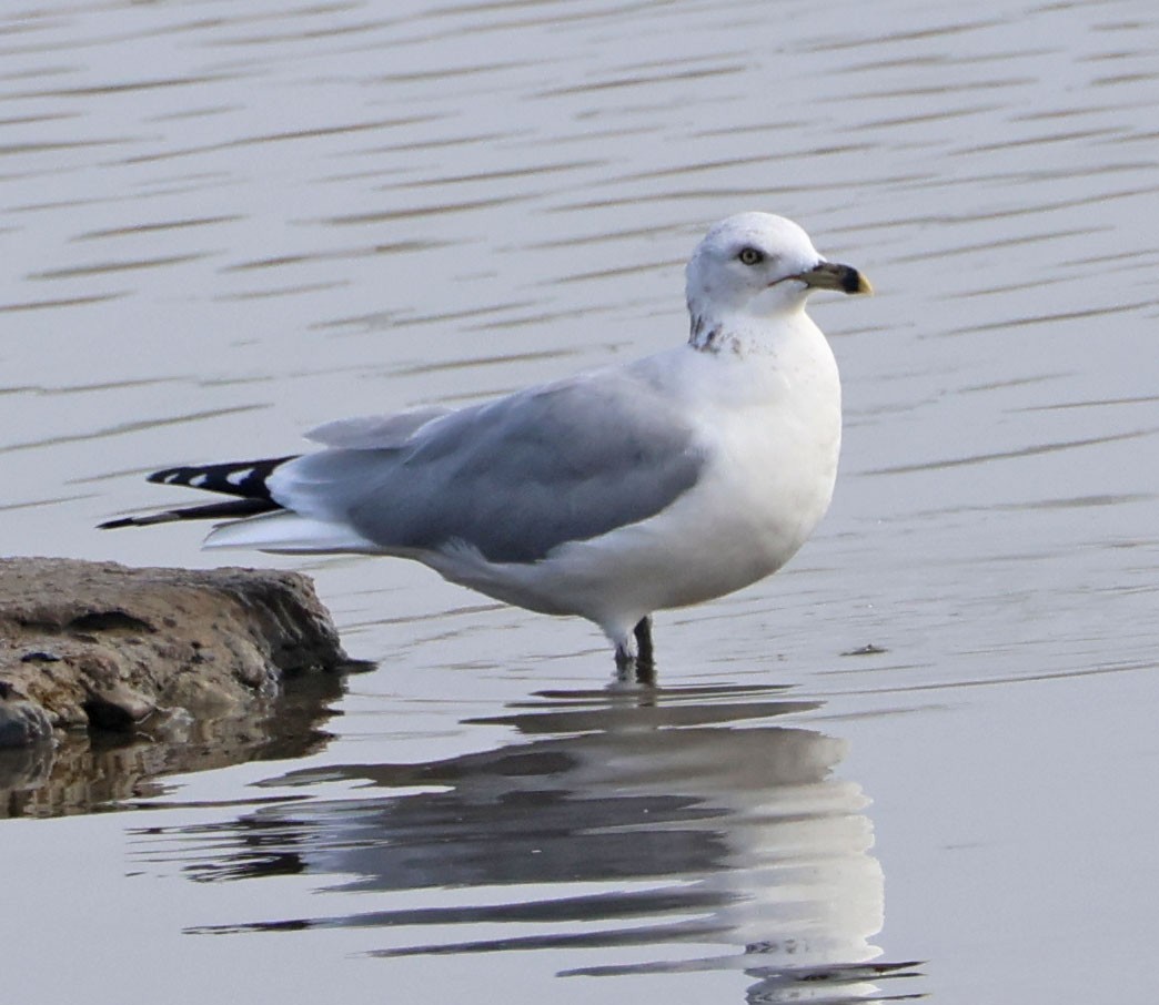 Delawareko kaioa - ML646938543