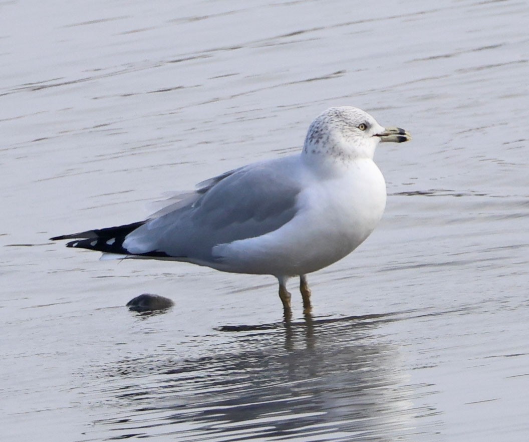 Delawareko kaioa - ML646938544