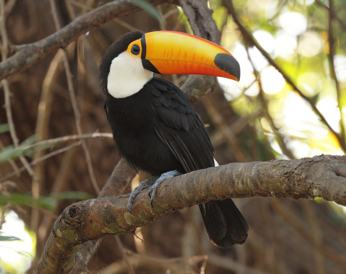 Toco Toucan - ML646938545