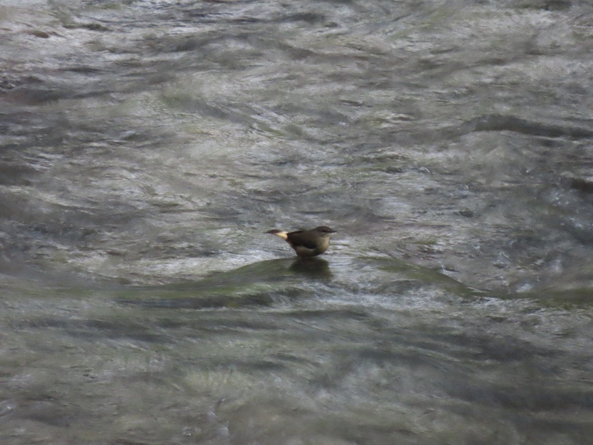 Buff-rumped Warbler - ML646938546