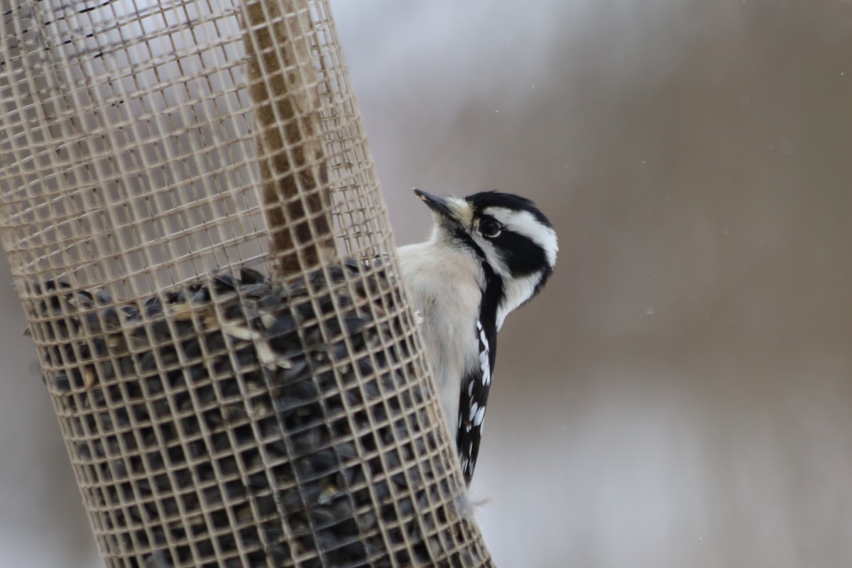 Downy Woodpecker - ML646938547