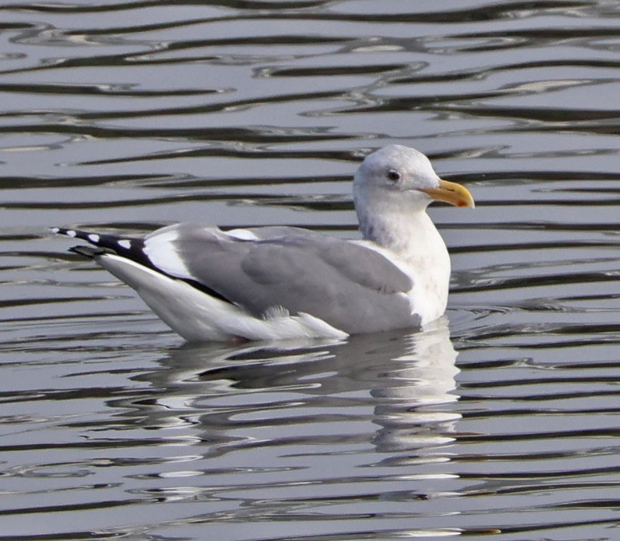 アメリカオオセグロカモメ - ML646938554