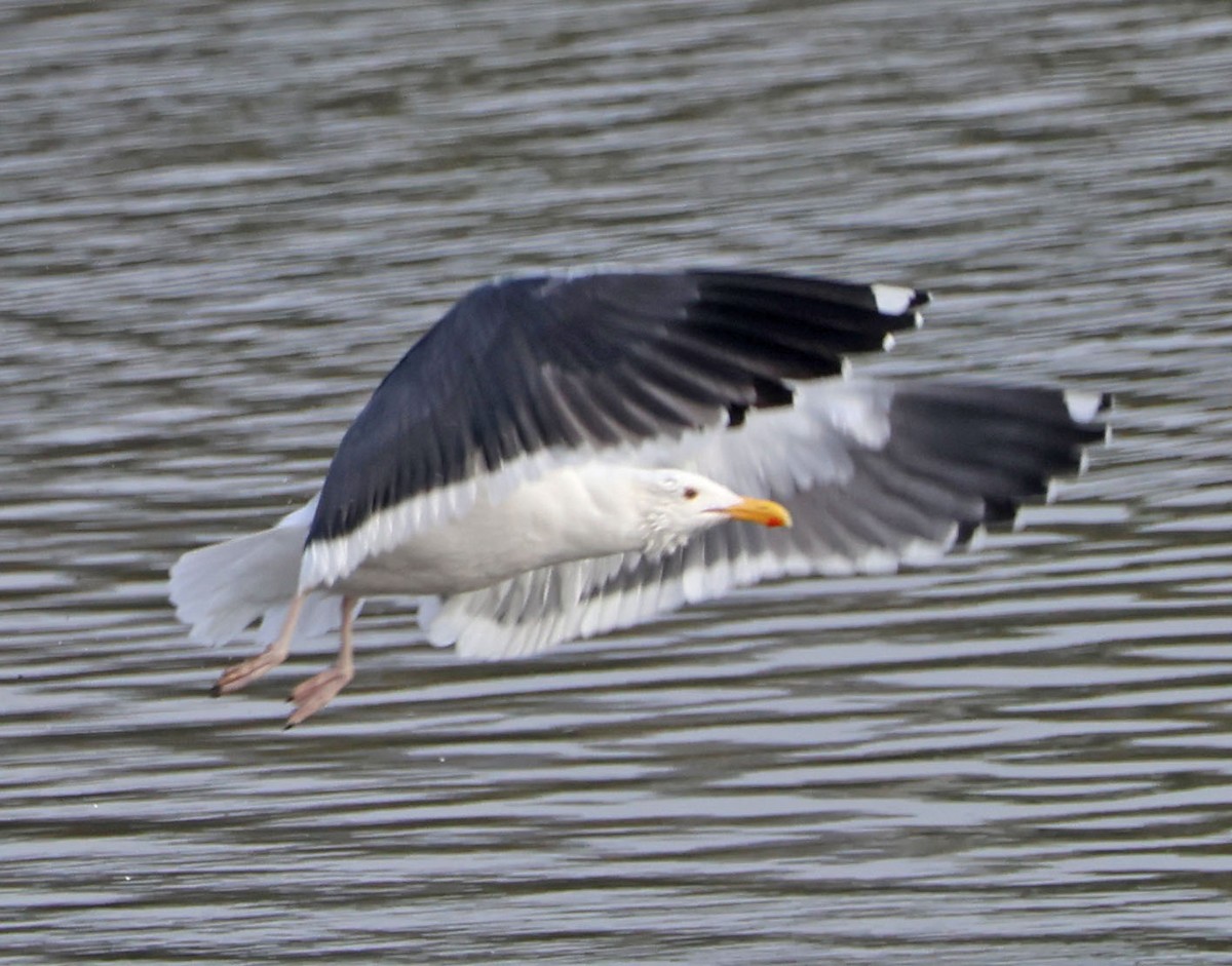 アメリカオオセグロカモメ - ML646938555