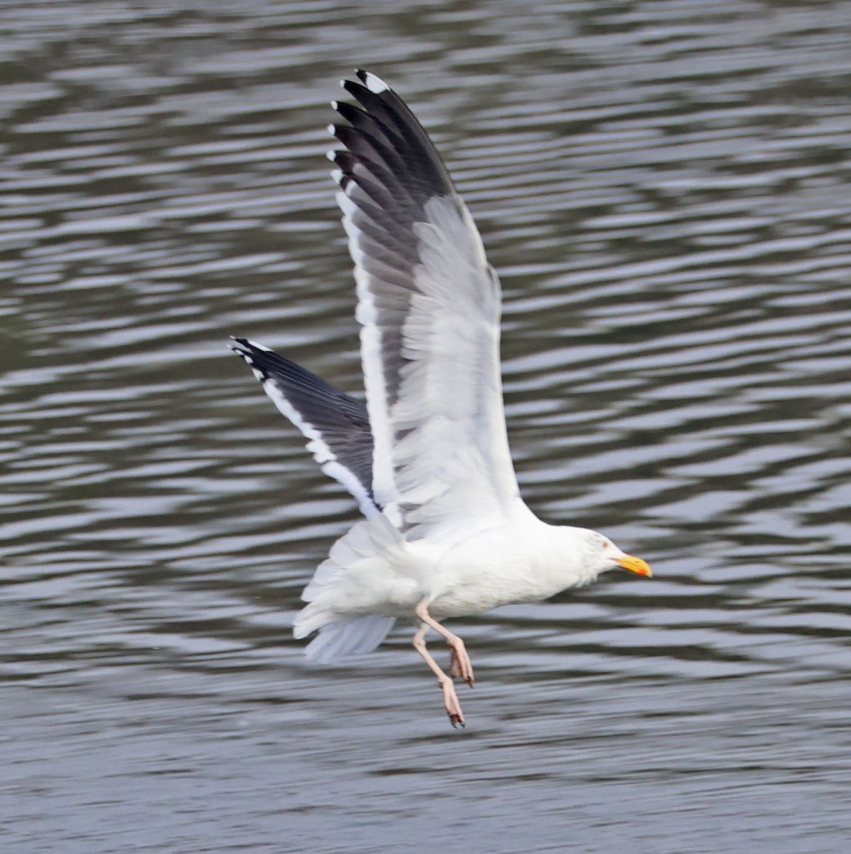 アメリカオオセグロカモメ - ML646938556