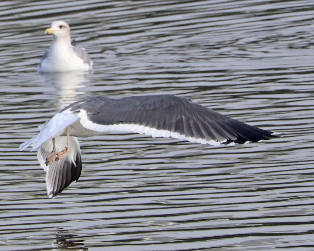 アメリカオオセグロカモメ - ML646938557