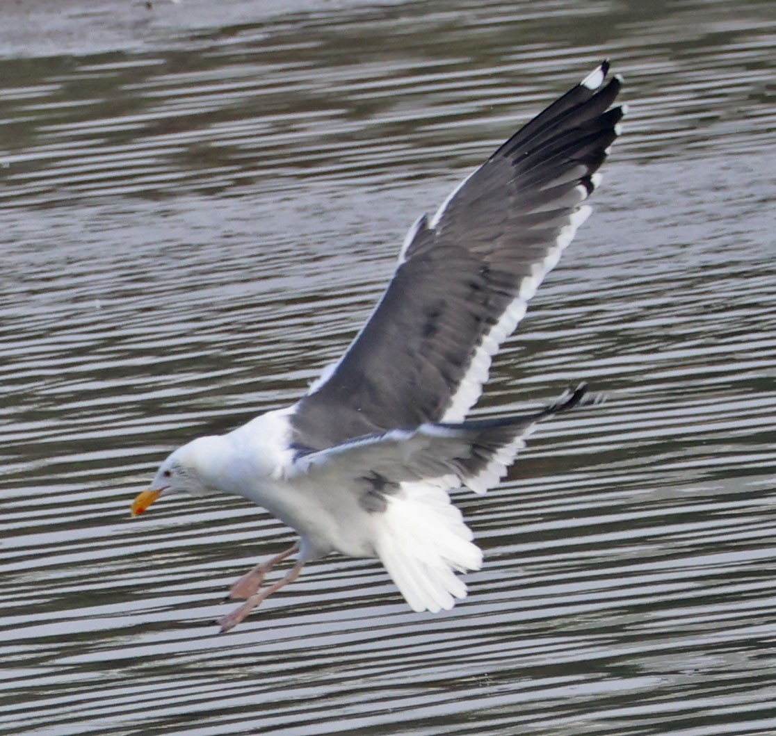 アメリカオオセグロカモメ - ML646938558