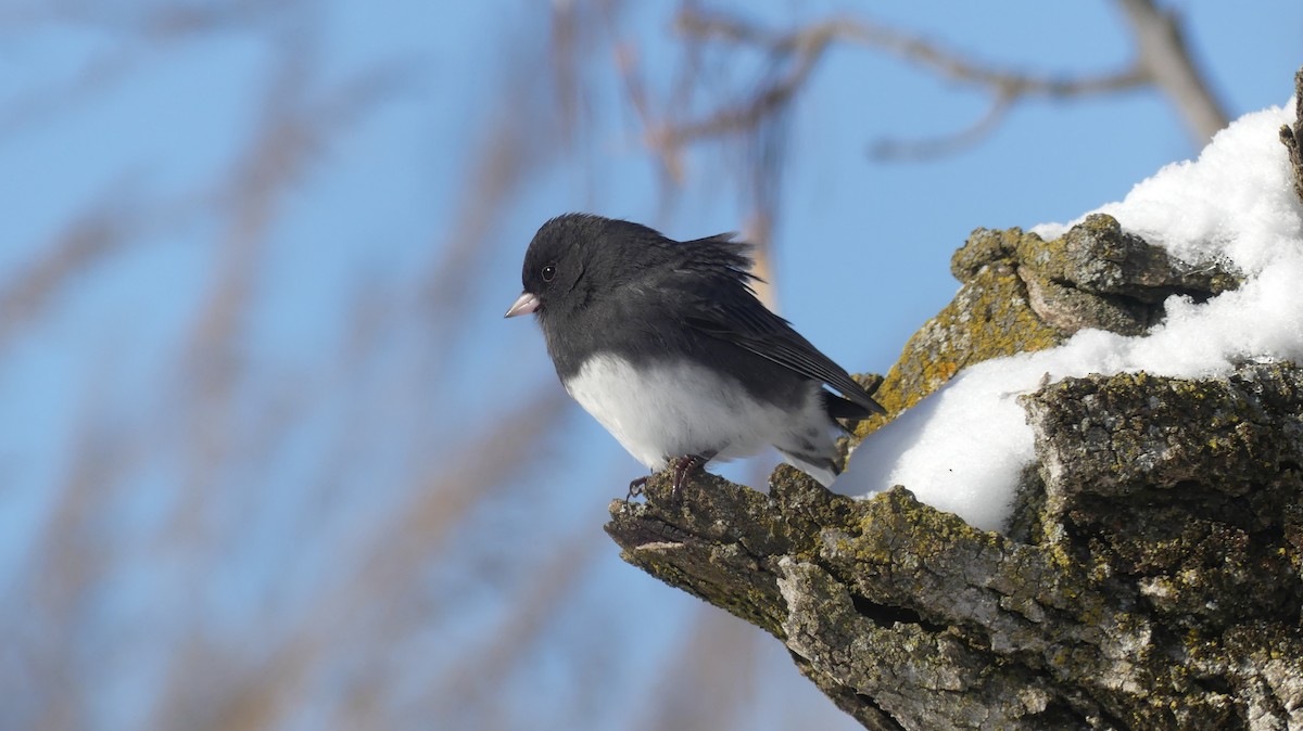 Dark-eyed Junco (Slate-colored) - ML646938564