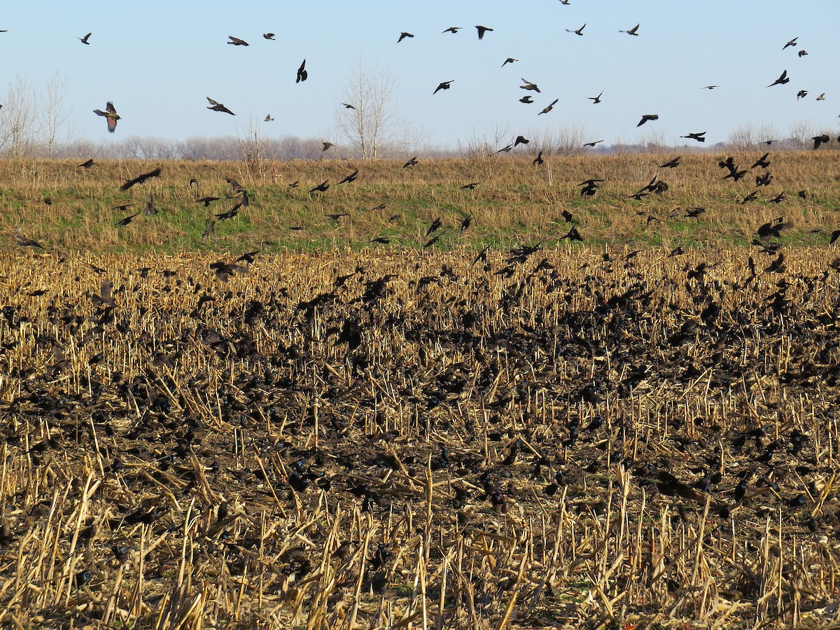 Mor Kiskal - ML646938566