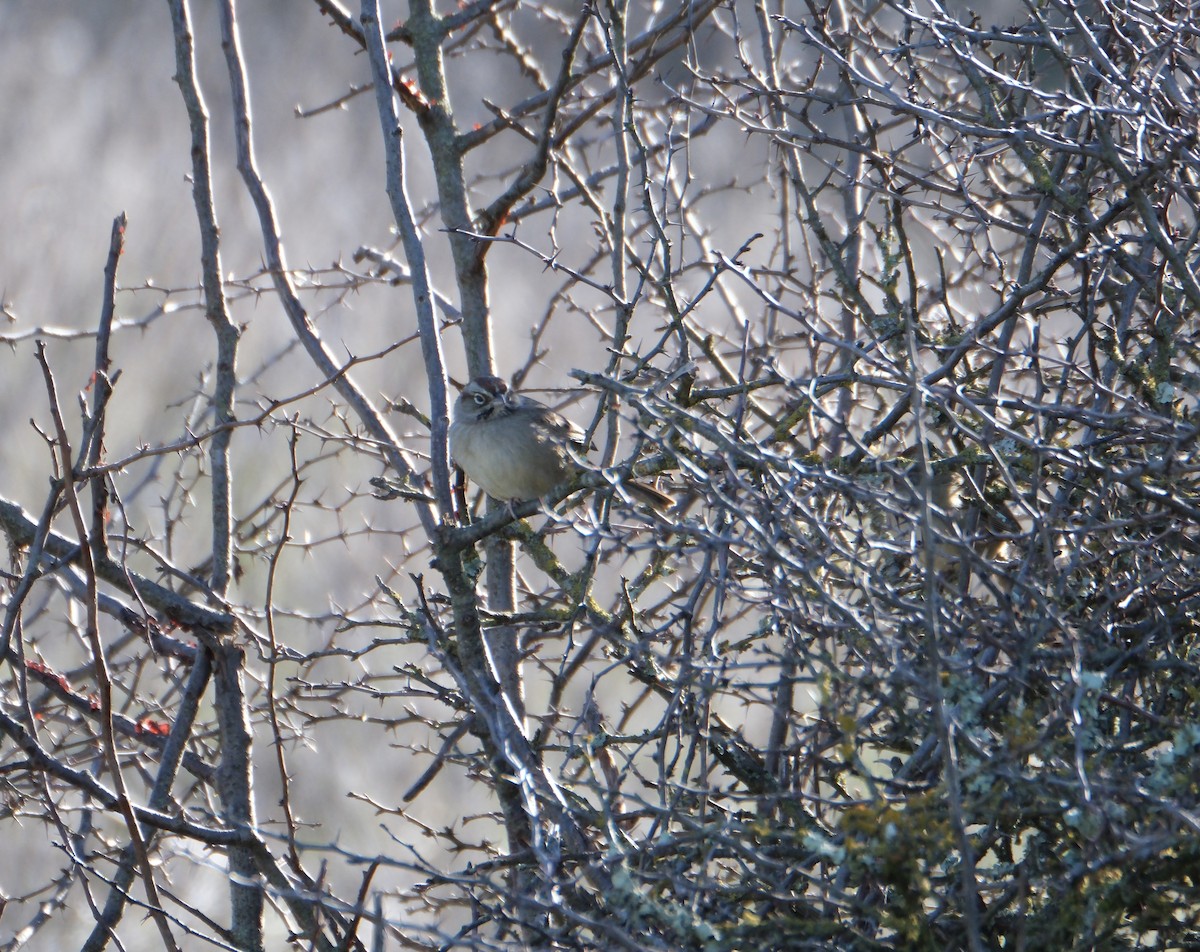 Rufous-crowned Sparrow - ML646938569
