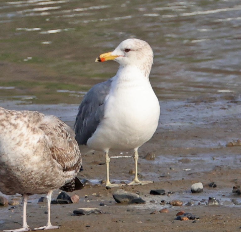 Kaio kaliforniarra - ML646938570