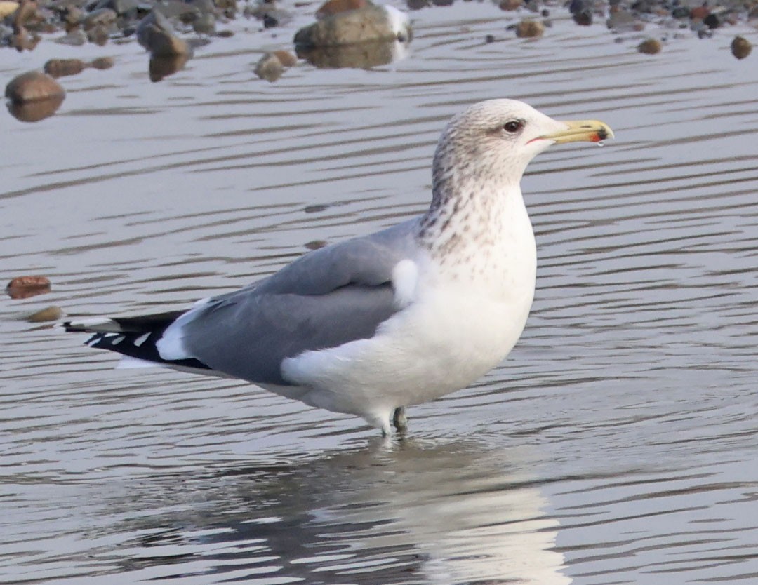 Kaio kaliforniarra - ML646938571