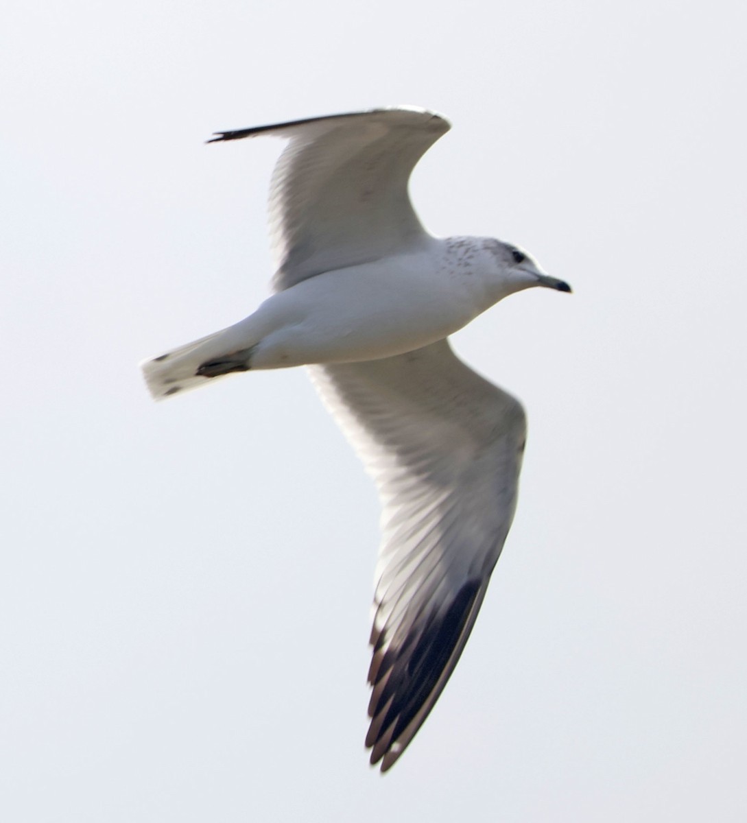 Kaio kaliforniarra - ML646938572