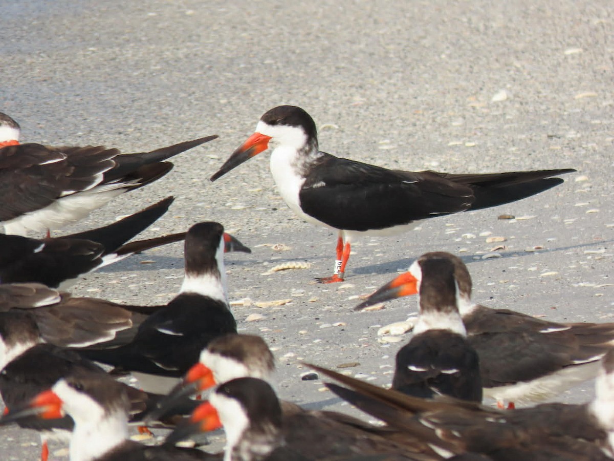 クロハサミアジサシ - ML646938575