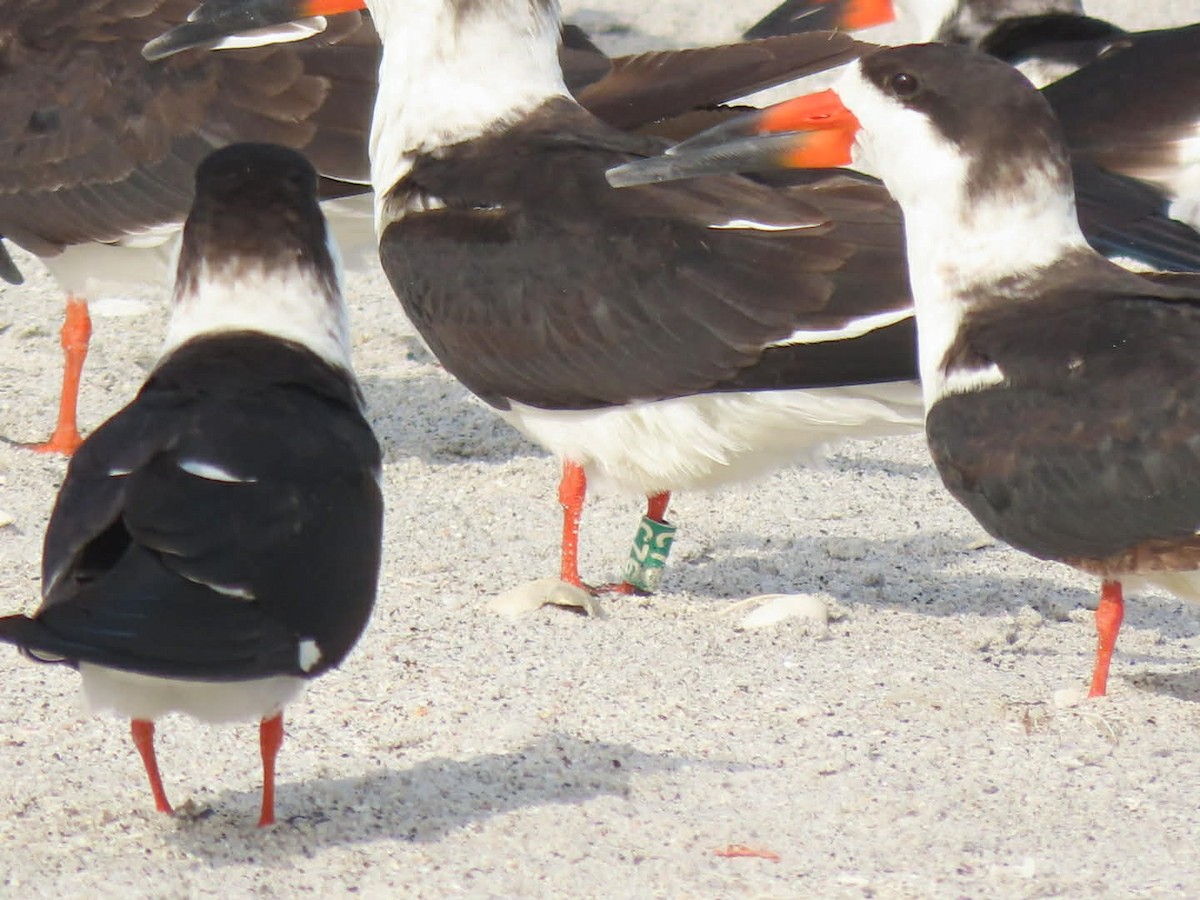 クロハサミアジサシ - ML646938577