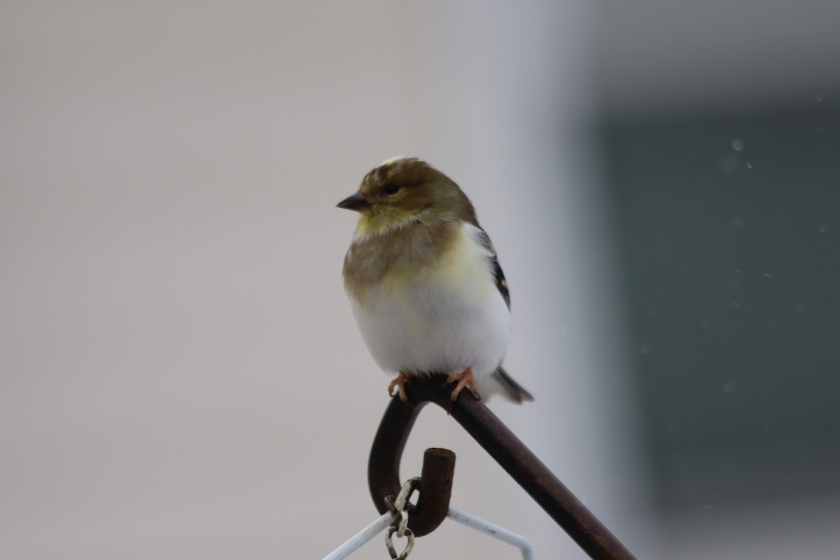 American Goldfinch - ML646938580