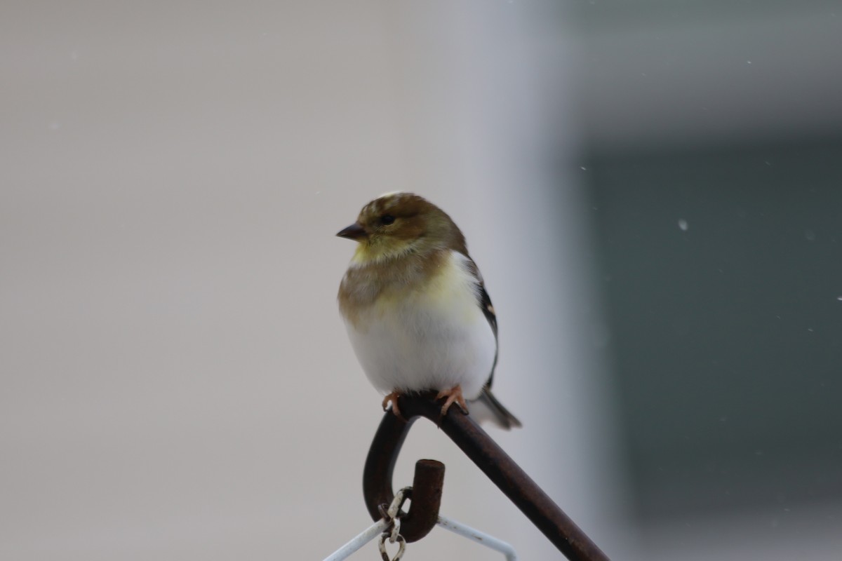 American Goldfinch - ML646938581