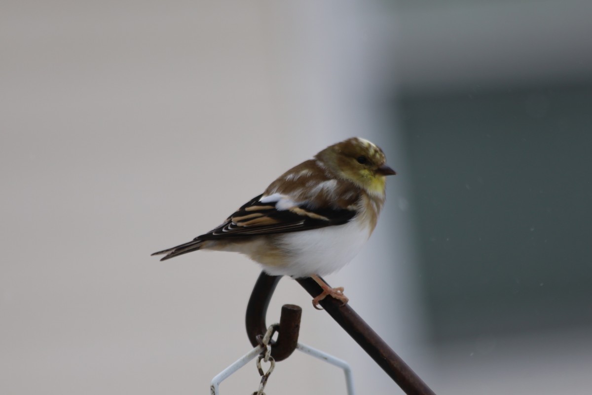 American Goldfinch - ML646938582