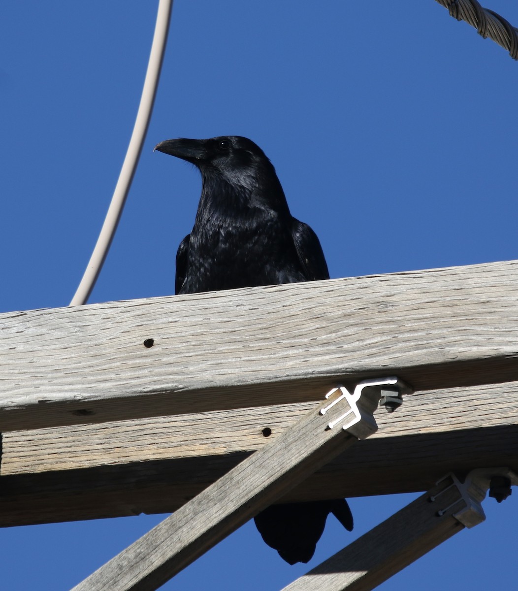 Erroi handia - ML646938583