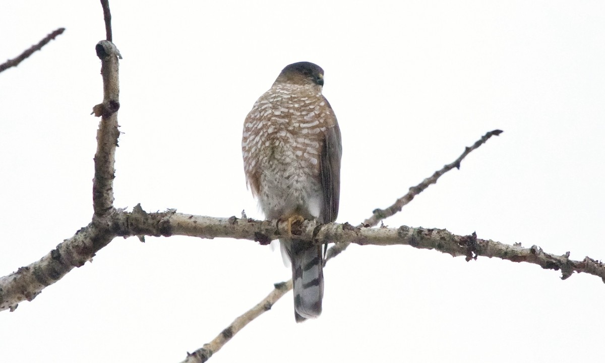 Sharp-shinned Hawk (Northern) - ML646938585