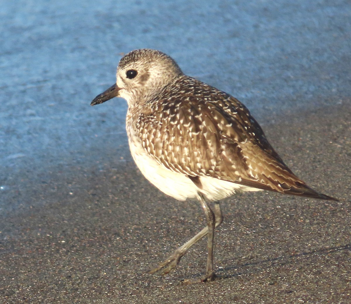 Txirri grisa - ML646938594