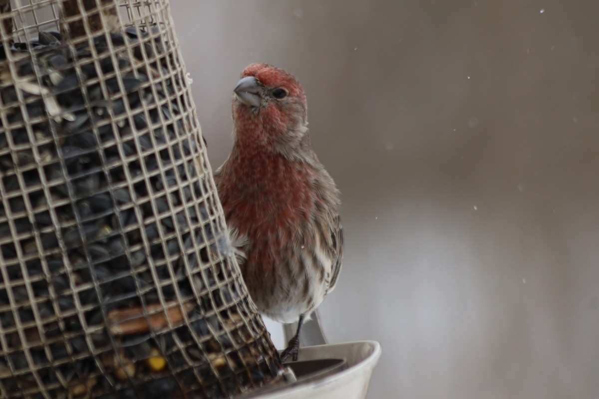 House Finch - ML646938595