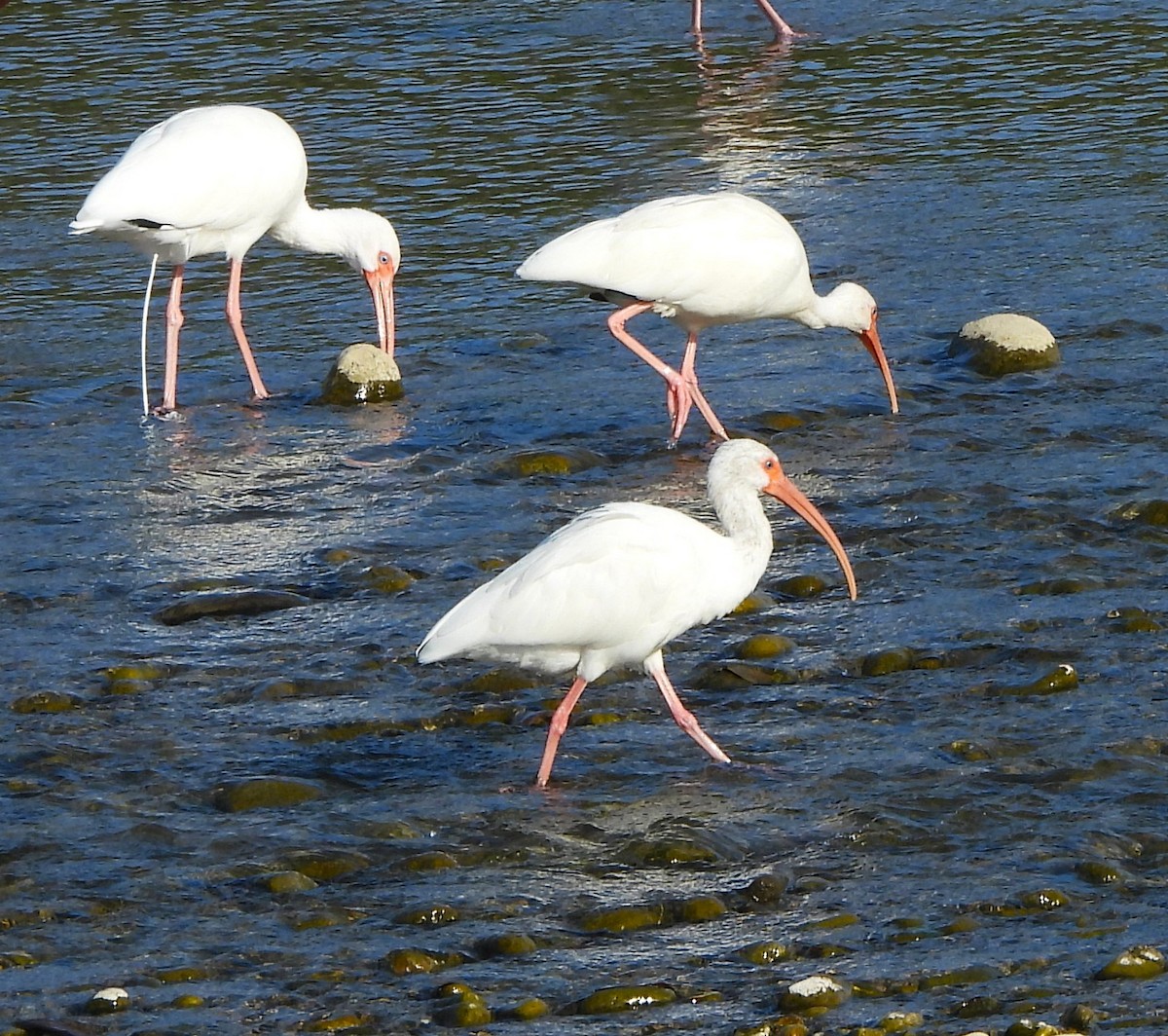 White Ibis - ML646938597