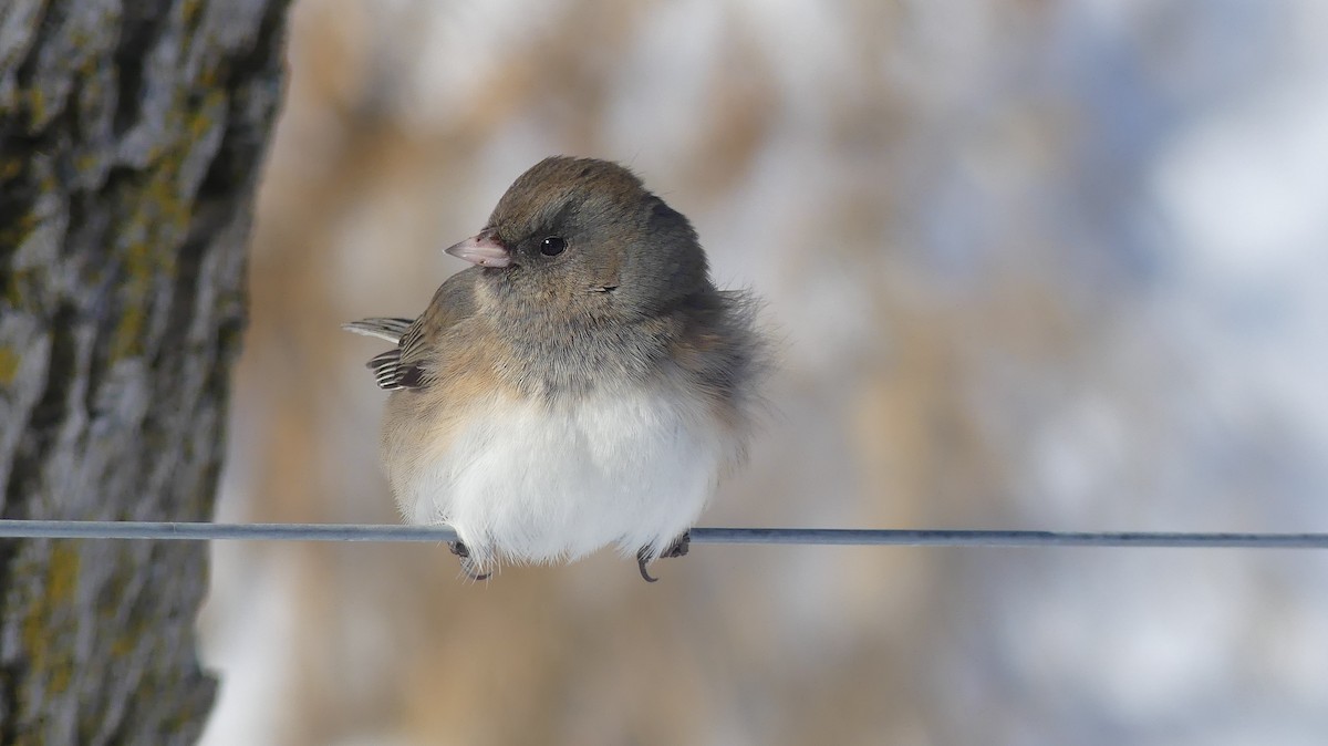Dark-eyed Junco (Slate-colored) - ML646938598