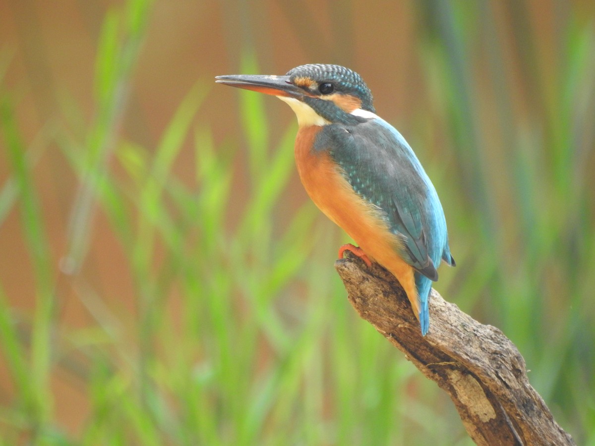 שלדג גמדי - ML646938599