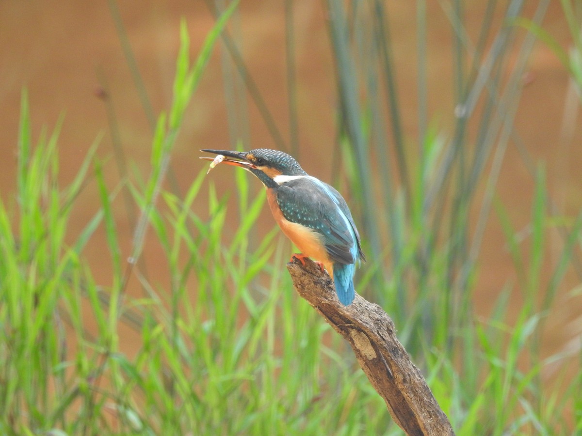 שלדג גמדי - ML646938600