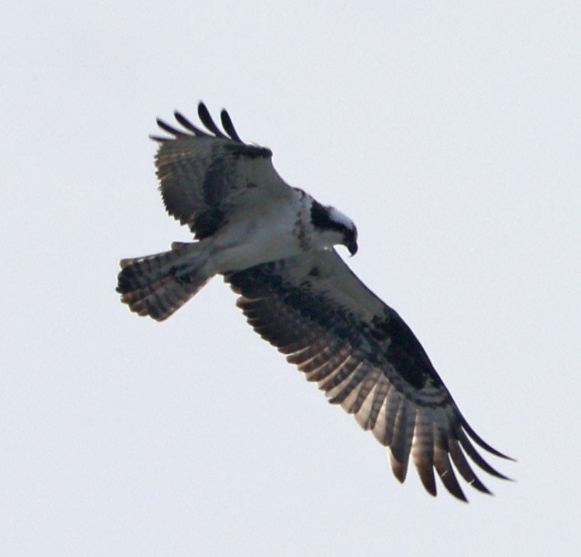 Arrano arrantzalea - ML646938601