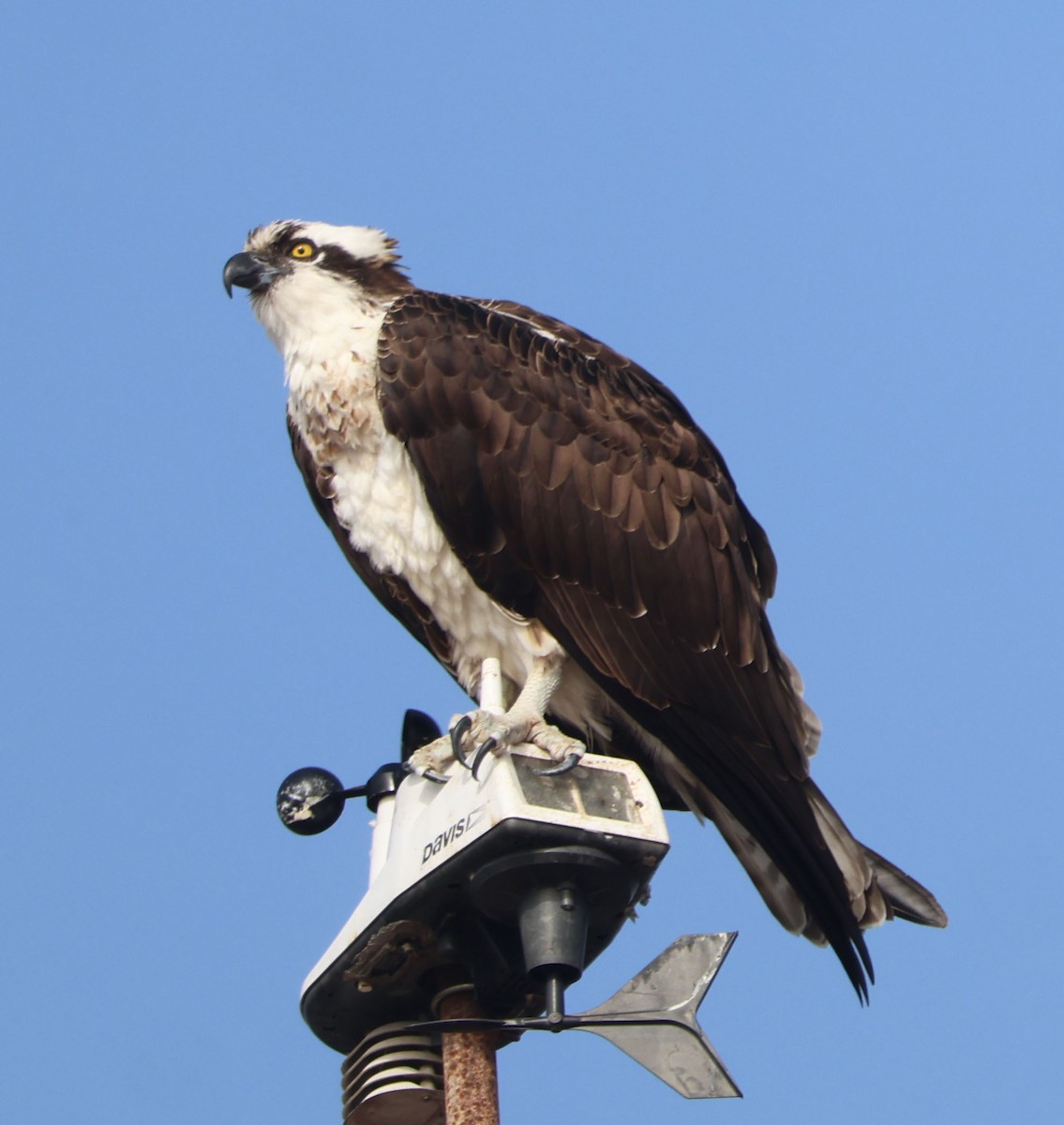 Arrano arrantzalea - ML646938602