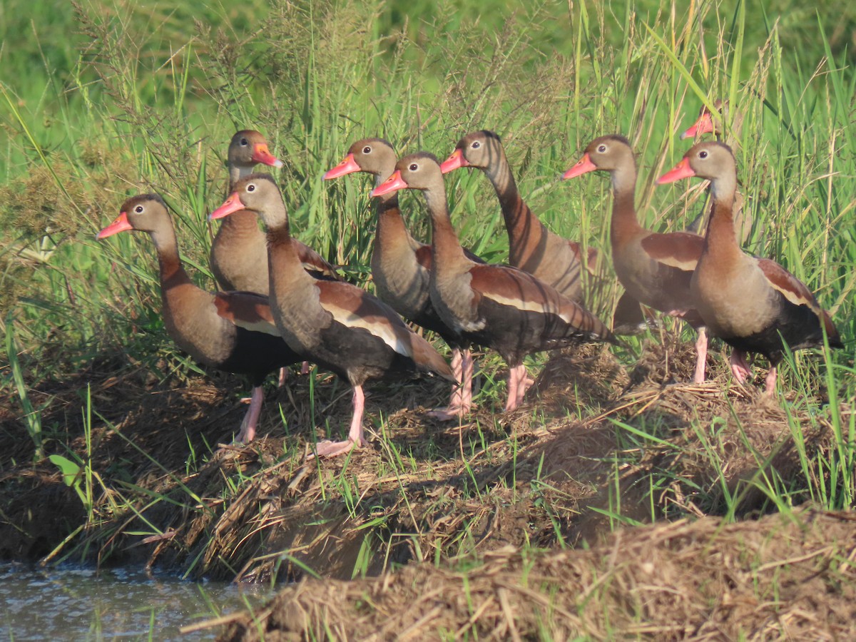 Black-bellied Whistling-Duck - ML646938606