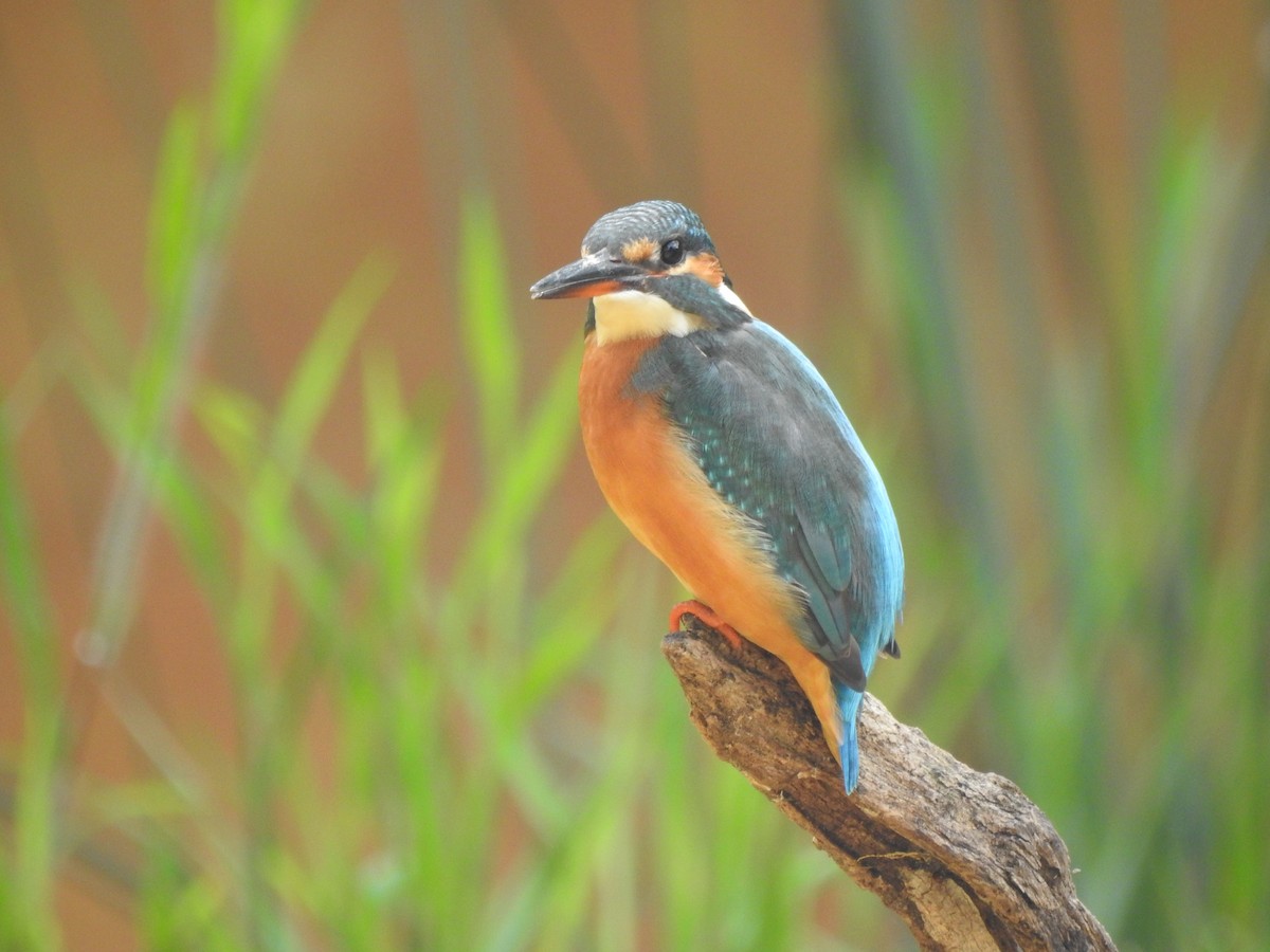שלדג גמדי - ML646938607