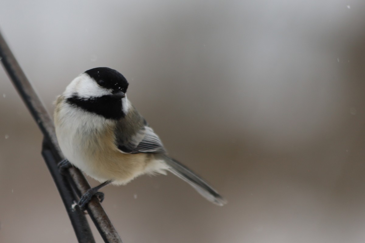 Black-capped Chickadee - ML646938609