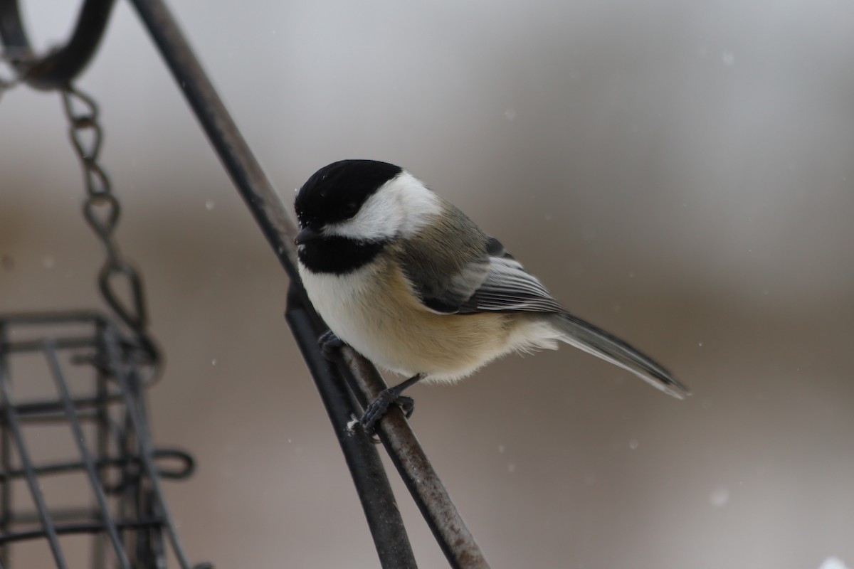 Black-capped Chickadee - ML646938610