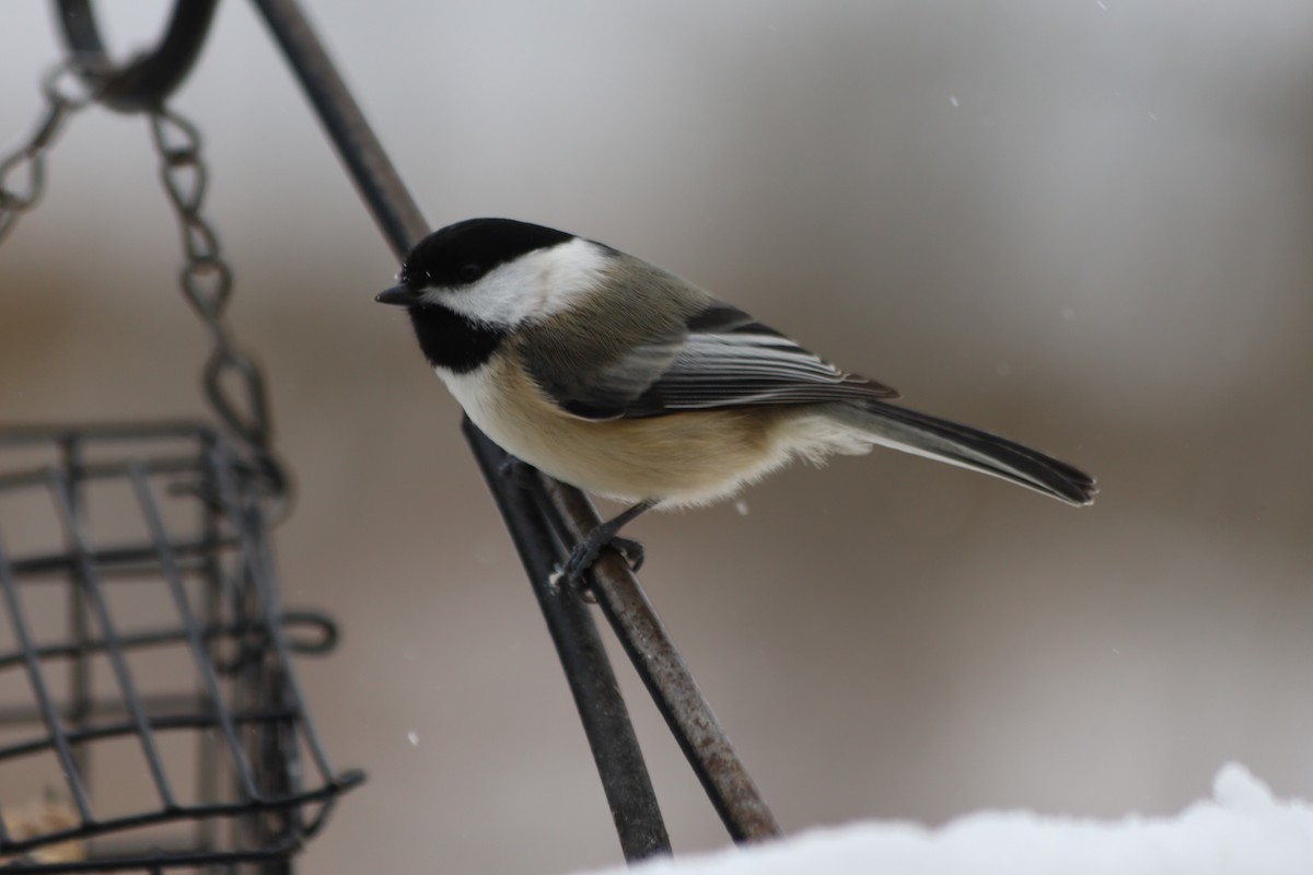 Black-capped Chickadee - ML646938611