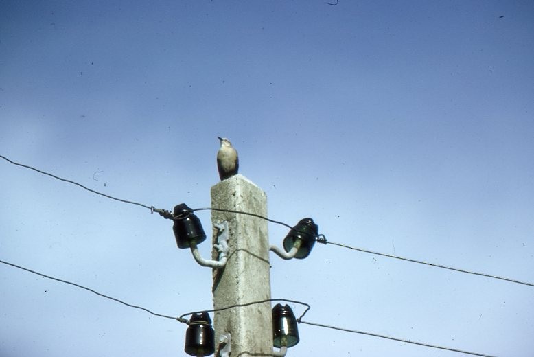 Carib Grackle - ML646938613