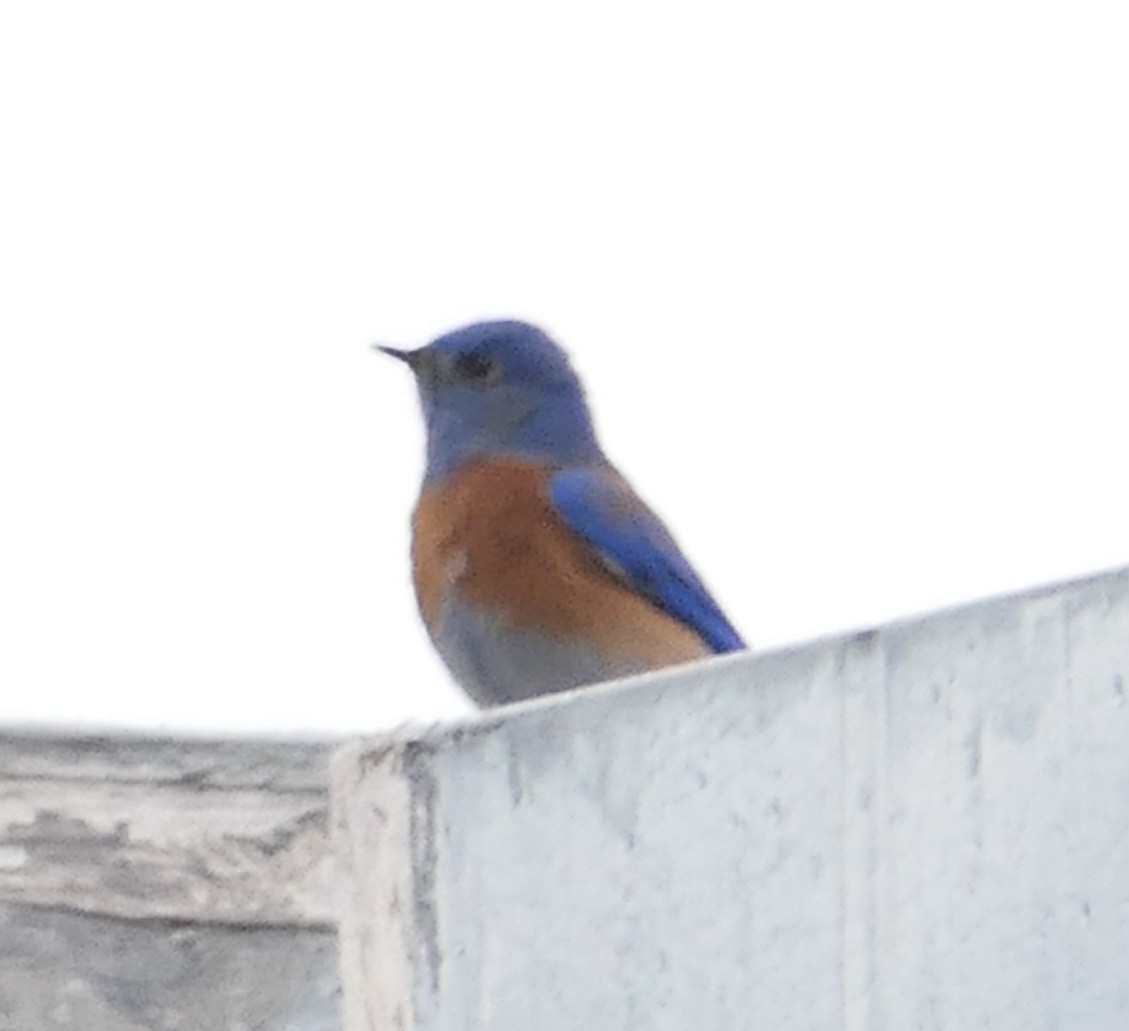 Western Bluebird - ML646938625