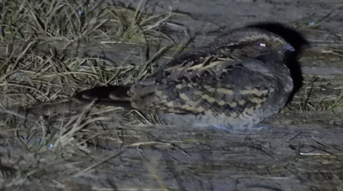 pauraquenattravn - ML646938626