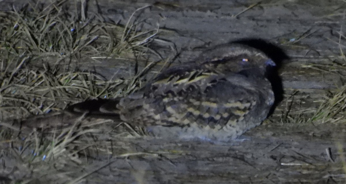 pauraquenattravn - ML646938627