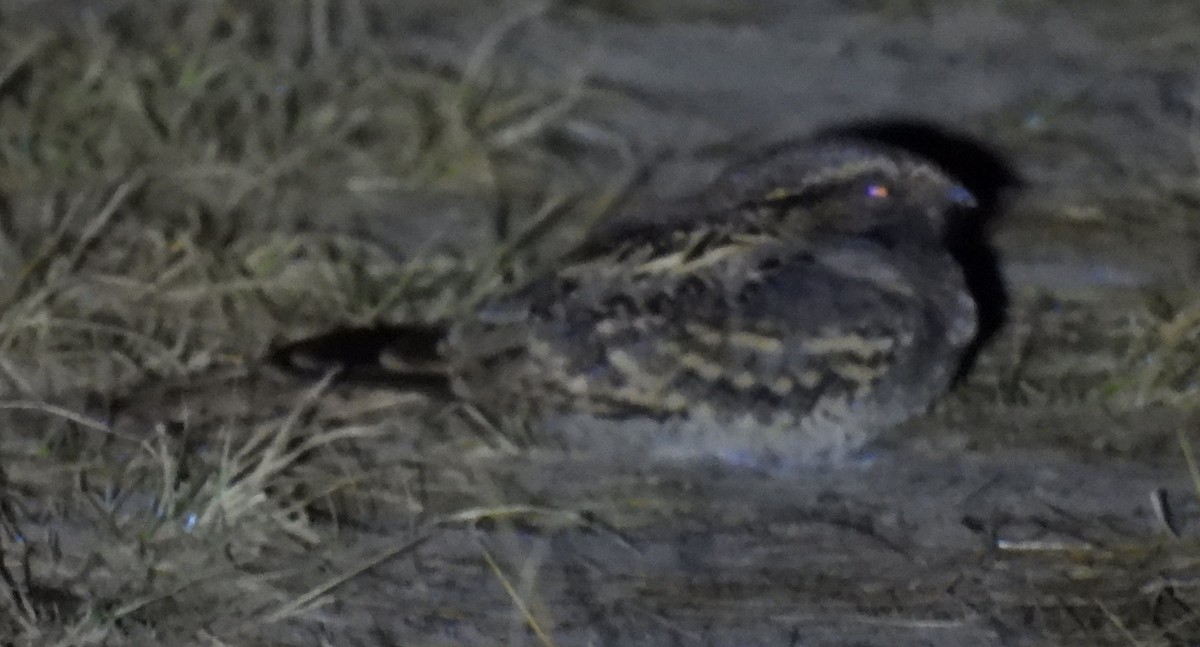 pauraquenattravn - ML646938629