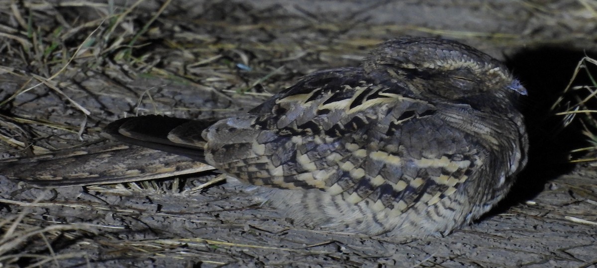 pauraquenattravn - ML646938630