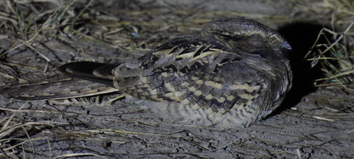 pauraquenattravn - ML646938631