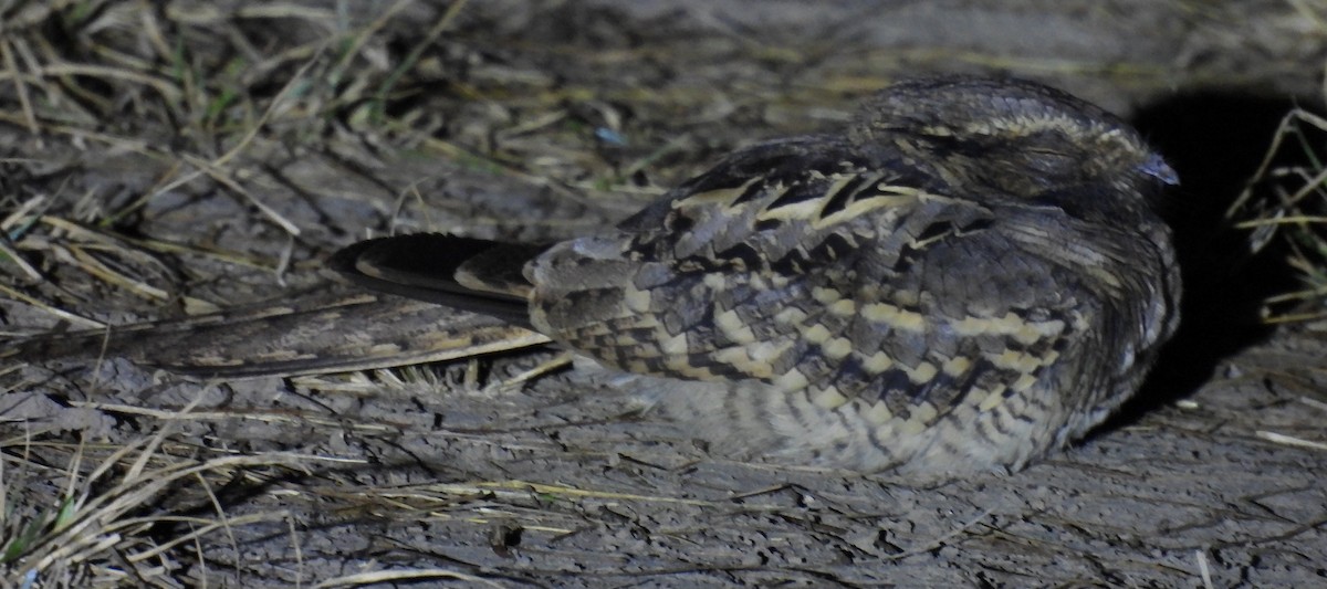 pauraquenattravn - ML646938632