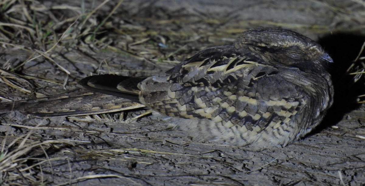 pauraquenattravn - ML646938633