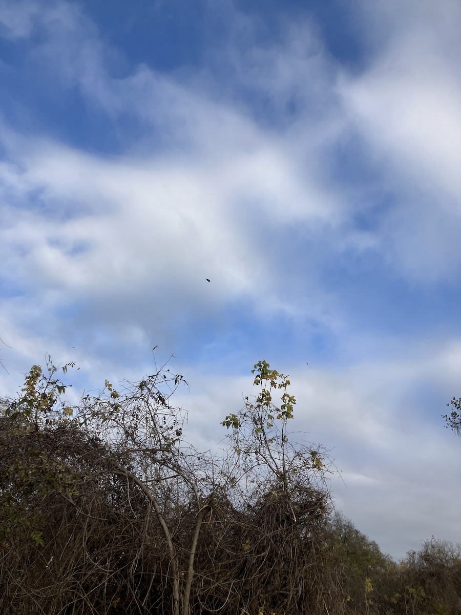 kondor havranovitý - ML646938634