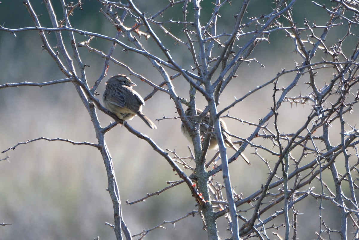 Rufous-crowned Sparrow - ML646938638