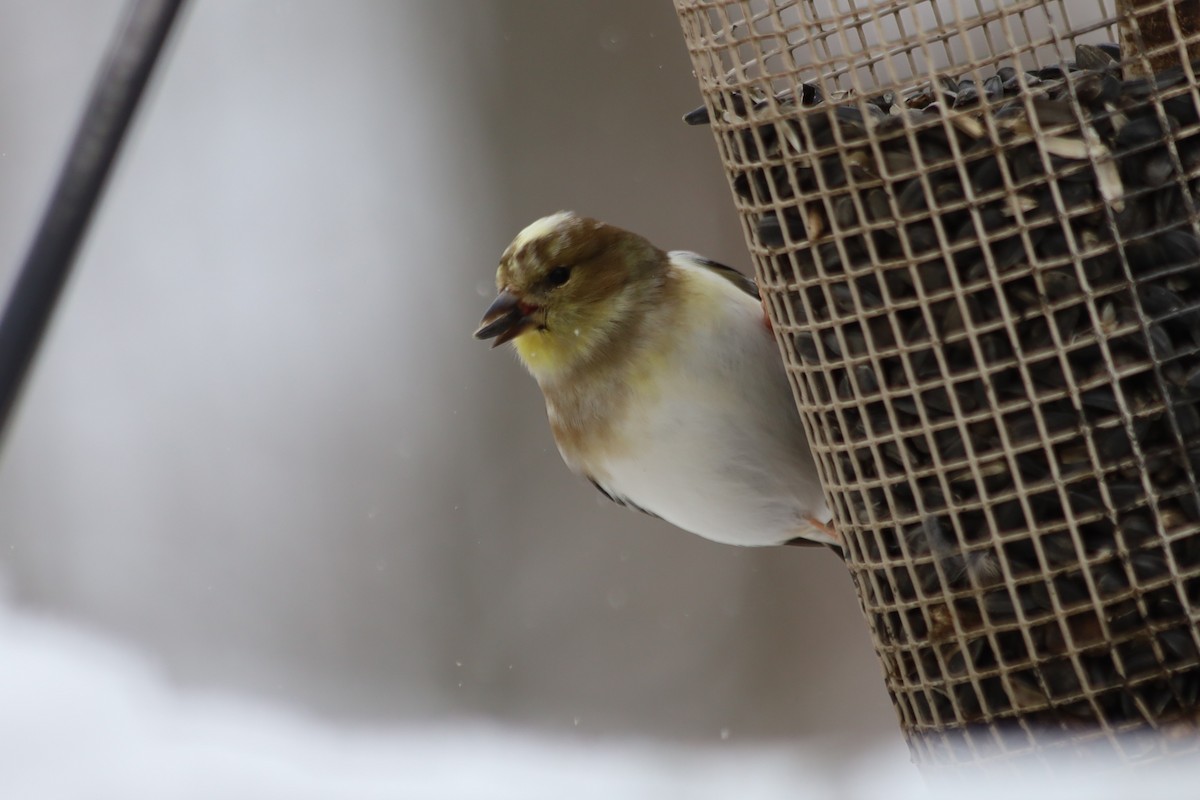 American Goldfinch - ML646938640