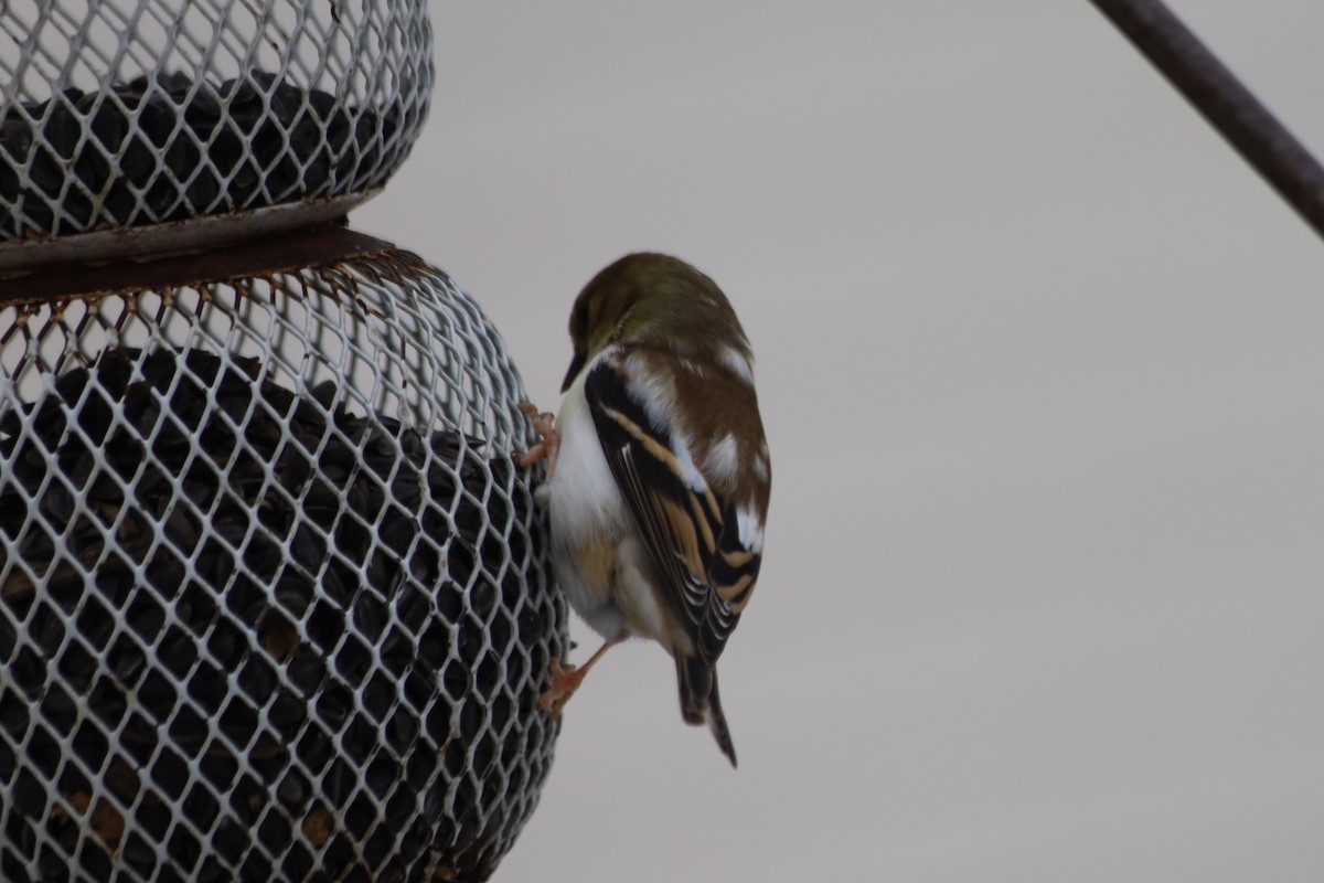 American Goldfinch - ML646938641